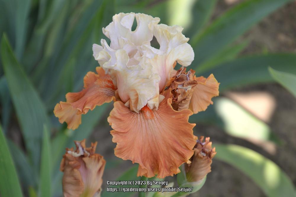 Photo of Border Bearded Iris (Iris 'Timely Kiss') uploaded by Serjio