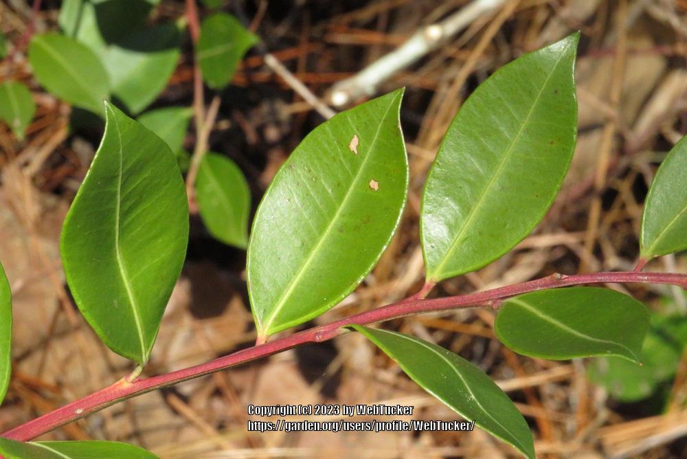 Photo of Fetterbush (Lyonia lucida) uploaded by WebTucker