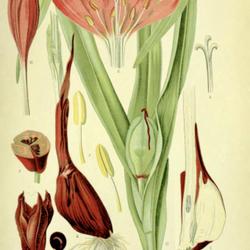 
Date: c. 1903
illustration from 'Prof. Dr. Thome's Flora von Deutschland, Oster