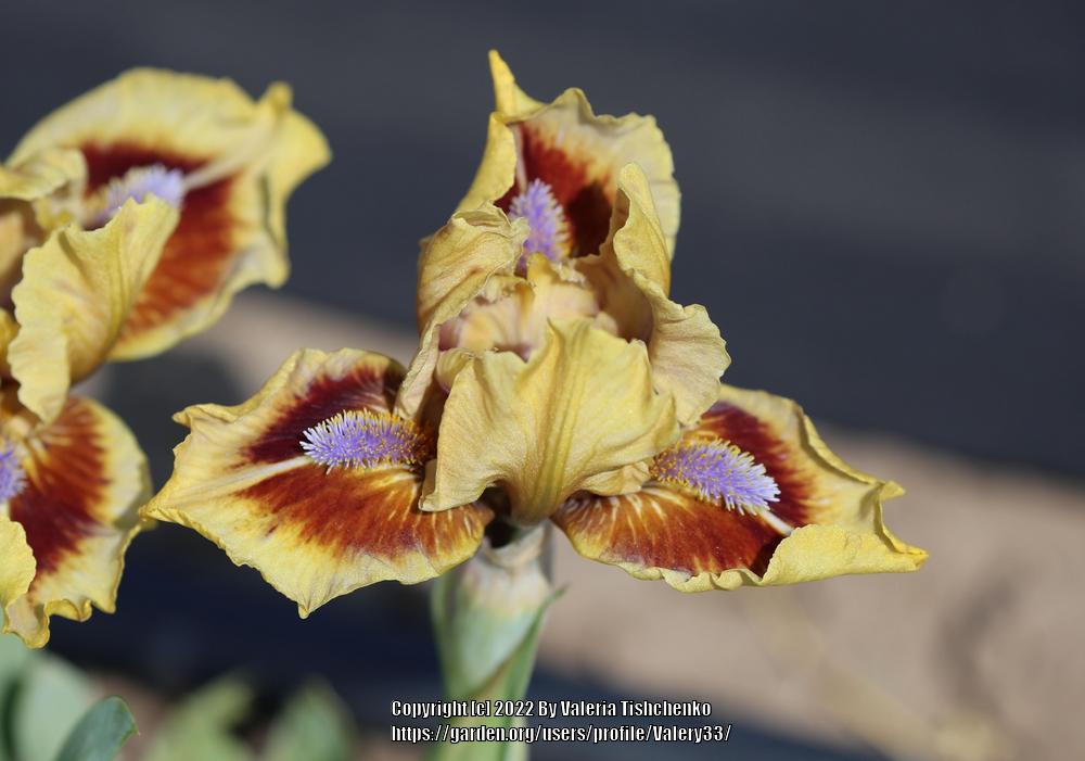 Photo of Standard Dwarf Bearded Iris (Iris 'Eye of Newt') uploaded by Valery33