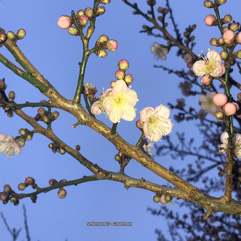 Photo of Apricots (Prunus armeniaca) uploaded by sedumzz