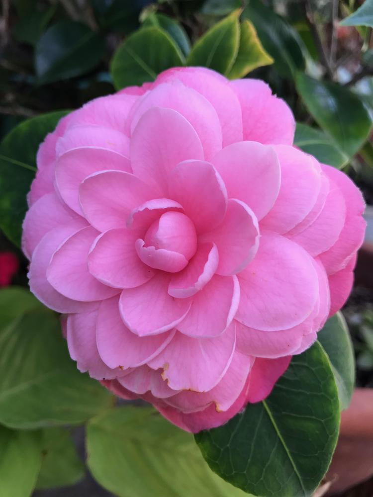 Photo of Camellias (Camellia) uploaded by succulentlife
