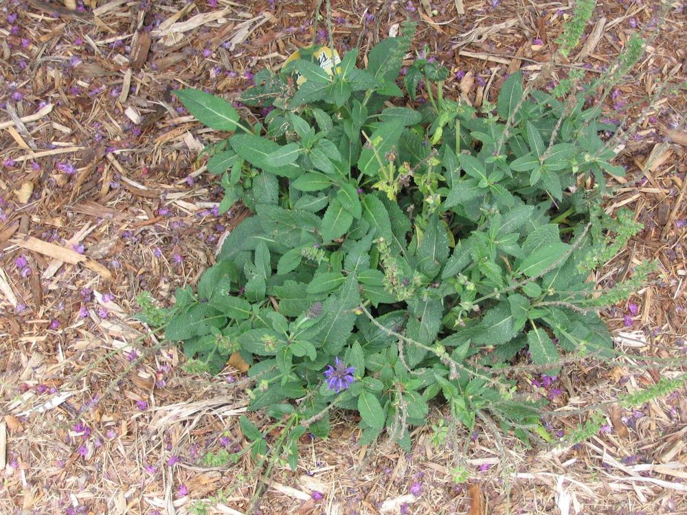 Photo of Sage (Salvia nemorosa 'Mainacht') uploaded by 2Dogsmother