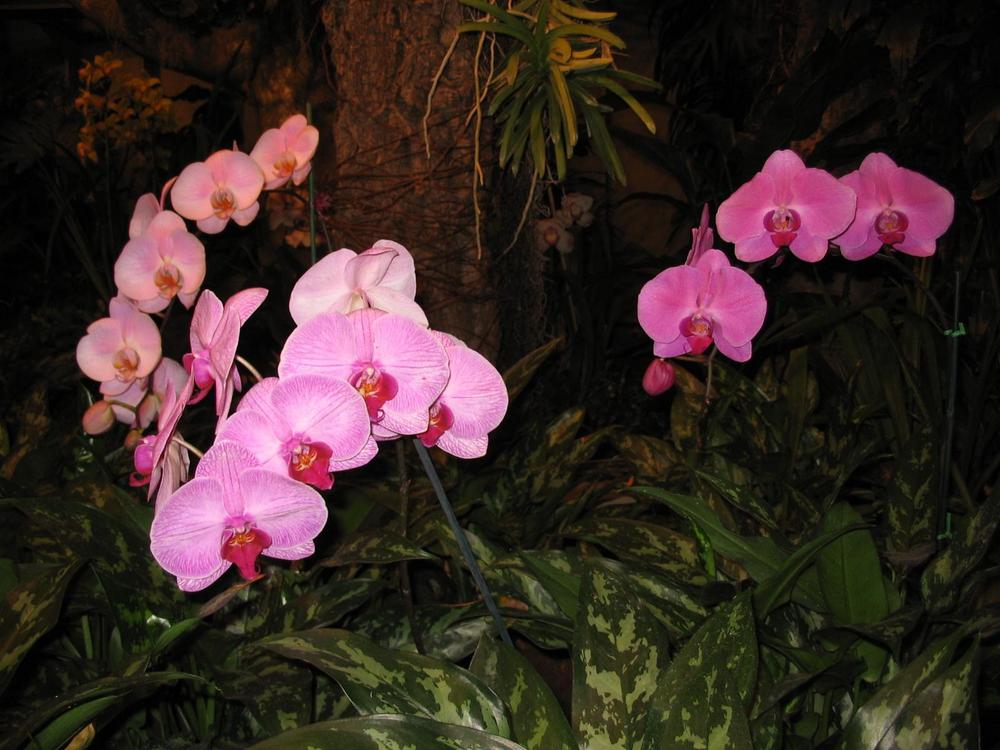 Photo of Moth Orchid (Phalaenopsis) uploaded by 2Dogsmother