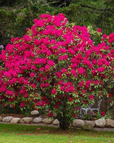 Photo of Rhododendron 'Nova Zembla' uploaded by Joy