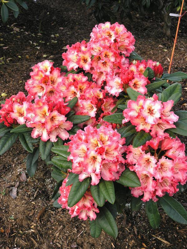 Photo of Rhododendron 'Fire Rim' uploaded by Joy