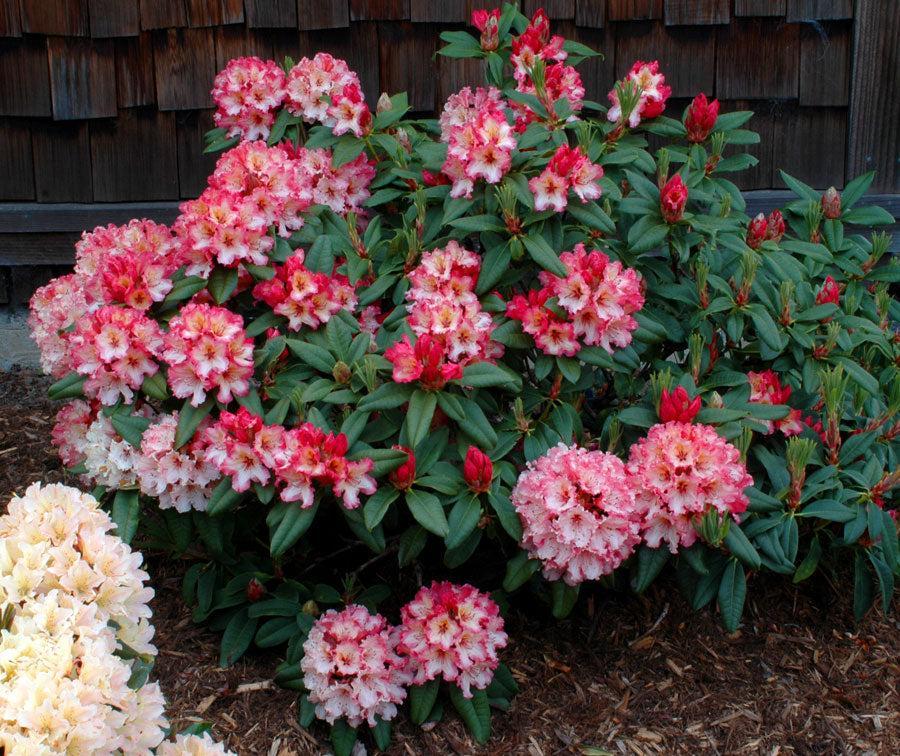 Photo of Rhododendron 'Fire Rim' uploaded by Joy