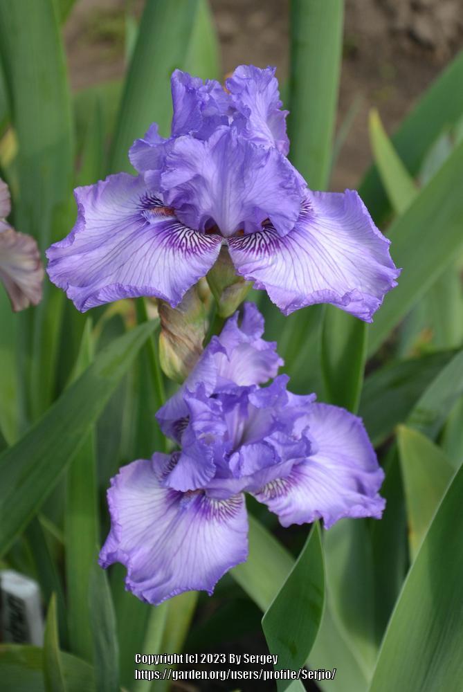 Photo of Tall Bearded Iris (Iris 'Sweet Geisha') uploaded by Serjio
