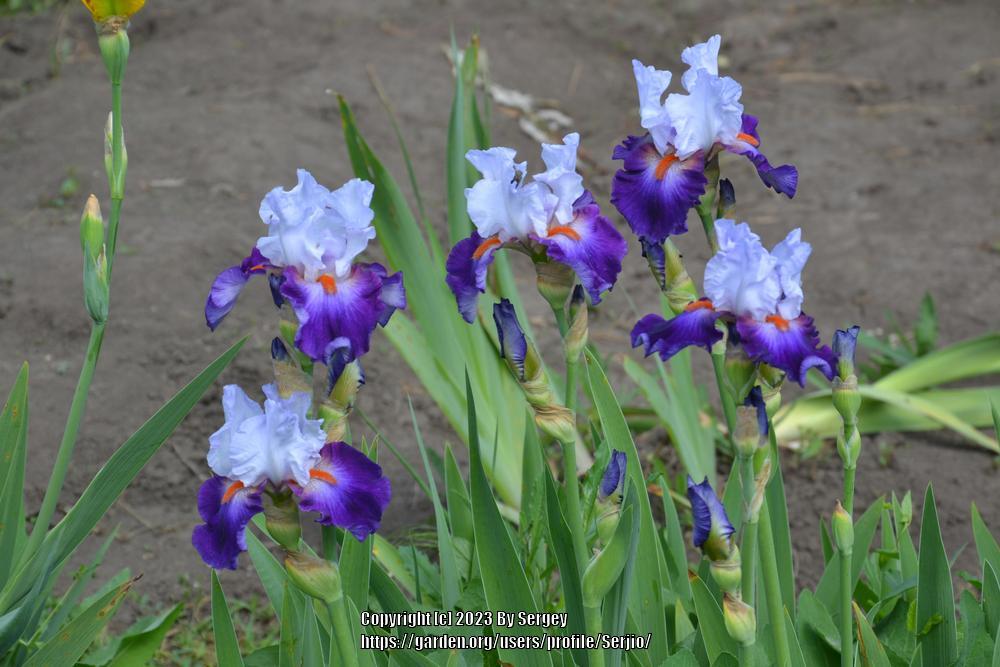 Photo of Tall Bearded Iris (Iris 'Team Spirit') uploaded by Serjio