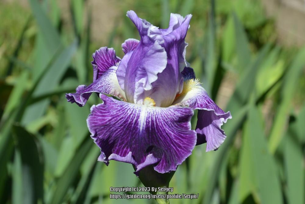Photo of Tall Bearded Iris (Iris 'Telepathy') uploaded by Serjio