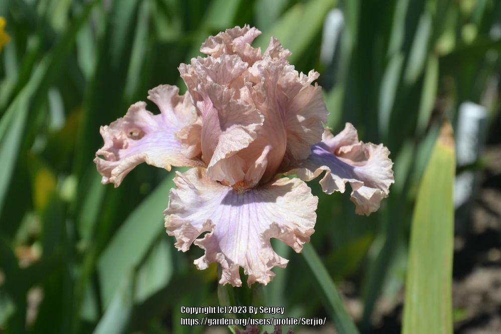 Photo of Tall Bearded Iris (Iris 'Sweetly Sung') uploaded by Serjio
