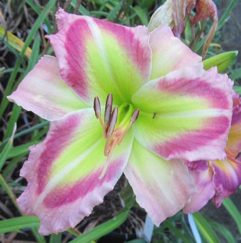 Photo of Daylily (Hemerocallis 'Queen of Green') uploaded by Sscape