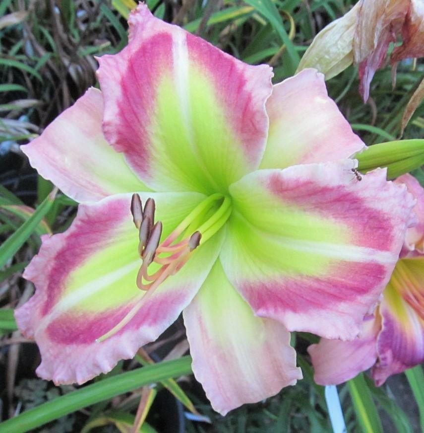 Photo of Daylily (Hemerocallis 'Queen of Green') uploaded by Sscape