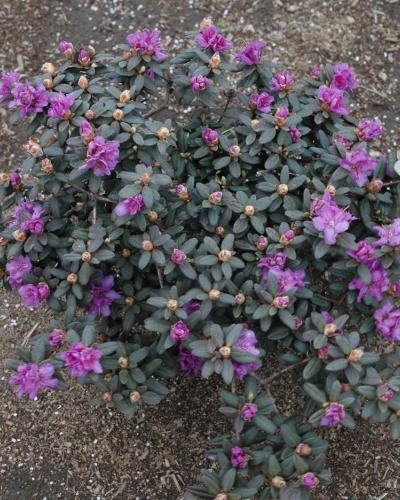 Photo of Rhododendron 'Purple Gem' uploaded by Joy