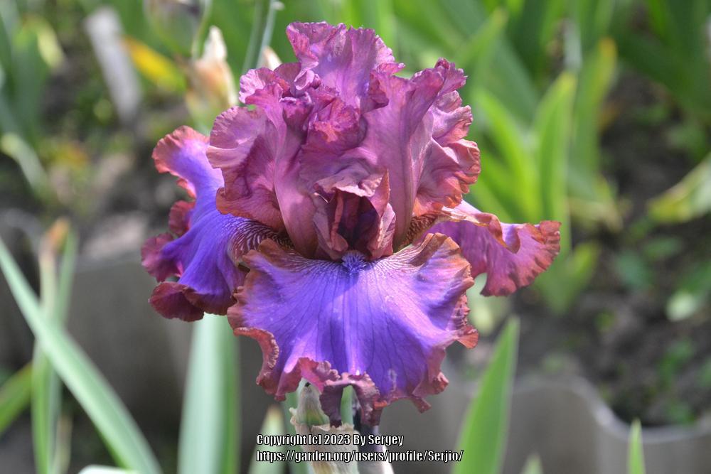 Photo of Tall Bearded Iris (Iris 'Strut Your Stuff') uploaded by Serjio