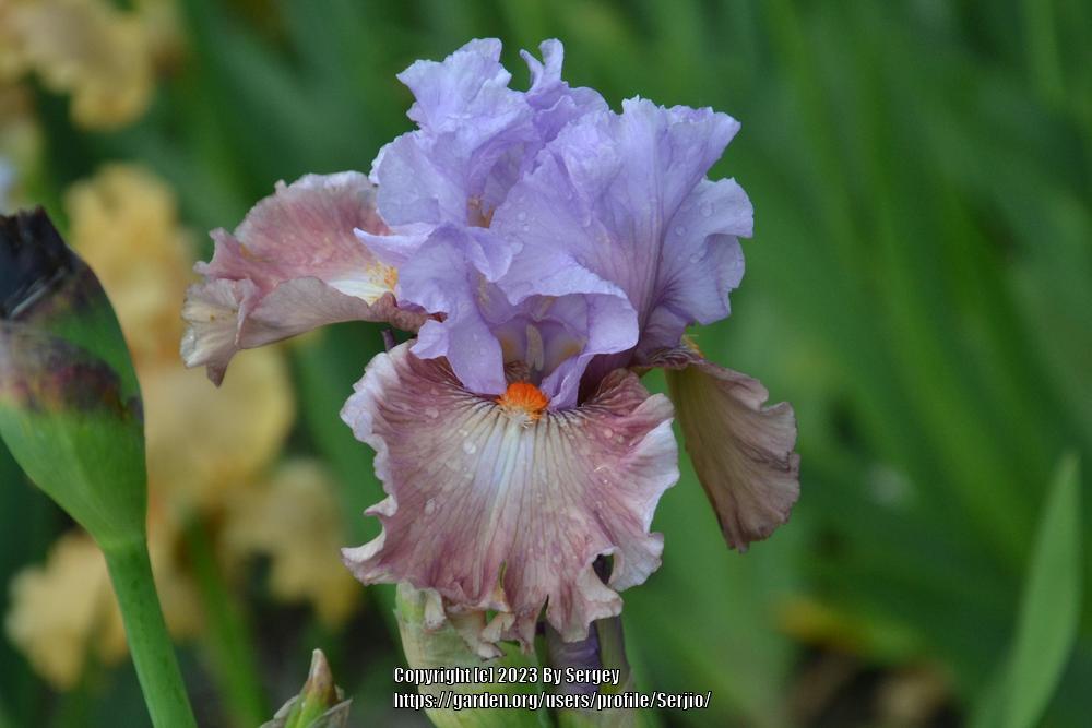 Photo of Tall Bearded Iris (Iris 'Sudden Bliss') uploaded by Serjio