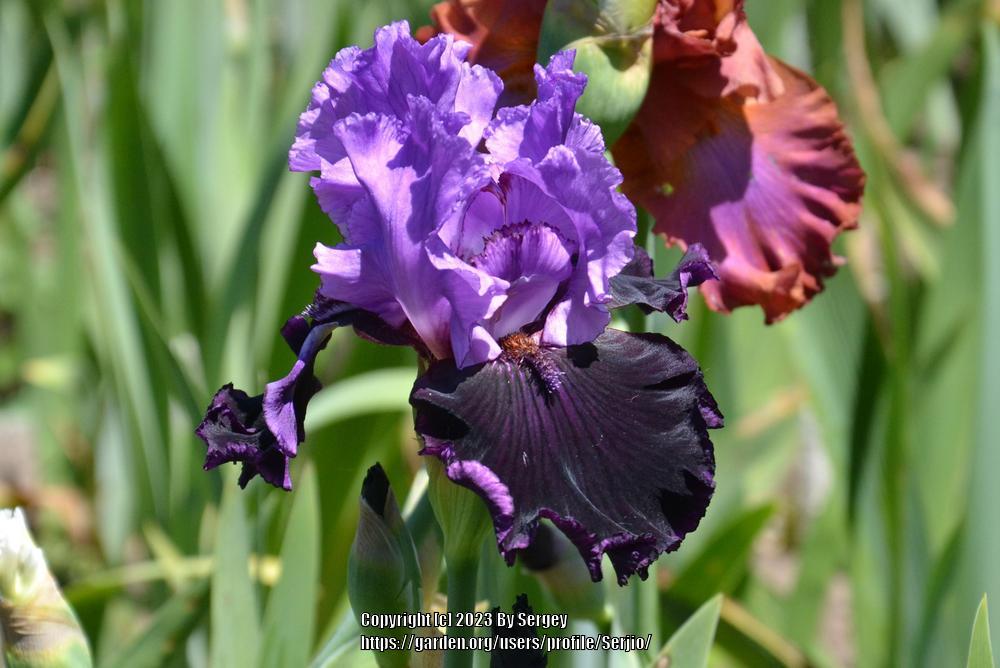 Photo of Tall Bearded Iris (Iris 'Strut') uploaded by Serjio