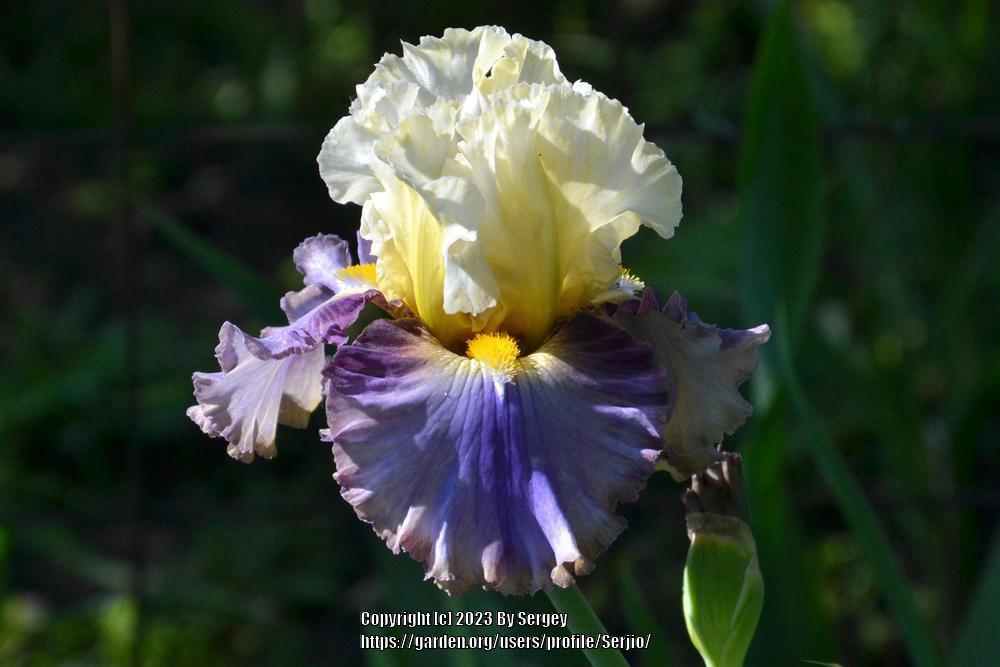 Photo of Tall Bearded Iris (Iris 'Style Traveller') uploaded by Serjio
