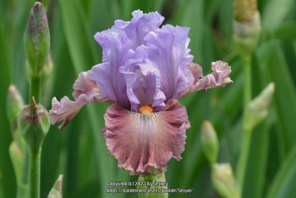 Photo of Tall Bearded Iris (Iris 'Sudden Bliss') uploaded by Serjio