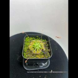 Location: Used with permission from Carnivorous Greenhouse. Plants for sale: https://carnivorousgreenhouse.com/
Drosera omissa x pulchella