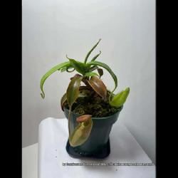 Location: Used with permission from Carnivorous Greenhouse. Plants for sale: https://carnivorousgreenhouse.com/
Nepenthes spathulata x hamata