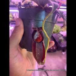 Location: Used with permission from Carnivorous Greenhouse. Plants for sale: https://carnivorousgreenhouse.com/
Nepenthes spathulata x gymnaphora