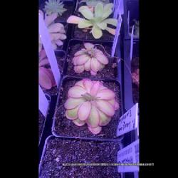 Location: Used with permission from Carnivorous Greenhouse. Plants for sale: https://carnivorousgreenhouse.com/
Pinguicula laueana x emarginata