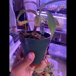 Location: Used with permission from Carnivorous Greenhouse. Plants for sale: https://carnivorousgreenhouse.com/
Nepenthes alata x globosa