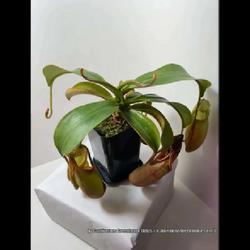 Location: Used with permission from Carnivorous Greenhouse. Plants for sale: https://carnivorousgreenhouse.com/
Nepenthes veitchii x mira