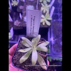 Location: Used with permission from Carnivorous Greenhouse. Plants for sale: https://carnivorousgreenhouse.com/
Pinguicula heterophylla x (medusina x gigantea)