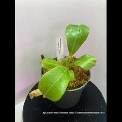 Location: Used with permission from Carnivorous Greenhouse. Plants for sale: https://carnivorousgreenhouse.com/
Nepenthes glandulifera x (veitchii x lowii)