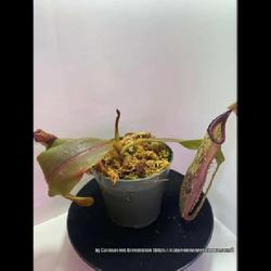 Location: Used with permission from Carnivorous Greenhouse. Plants for sale: https://carnivorousgreenhouse.com/
Nepenthes platychila x veitchii