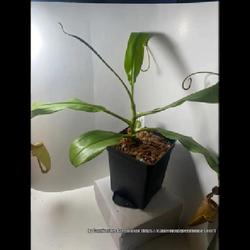 Location: Used with permission from Carnivorous Greenhouse. Plants for sale: https://carnivorousgreenhouse.com/
Nepenthes bicalcarata x maxima