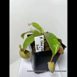 Location: Used with permission from Carnivorous Greenhouse. Plants for sale: https://carnivorousgreenhouse.com/
Nepenthes (glob. x amp.) x amp