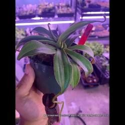 Location: Used with permission from Carnivorous Greenhouse. Plants for sale: https://carnivorousgreenhouse.com/
Nepenthes spathulata x gymnaphora