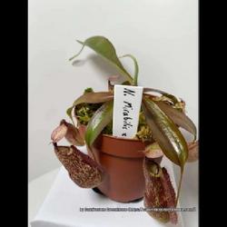 Location: Used with permission from Carnivorous Greenhouse. Plants for sale: https://carnivorousgreenhouse.com/
Nepenthes mirabilis x rafflesiana