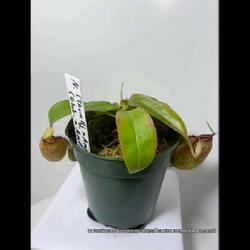 Location: Used with permission from Carnivorous Greenhouse. Plants for sale: https://carnivorousgreenhouse.com/
Nepenthes (thor. x amp) x (glob. x amp.)