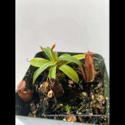 Location: Used with permission from Carnivorous Greenhouse. Plants for sale: https://carnivorousgreenhouse.com/
Nepenthes spectabilis x hamata