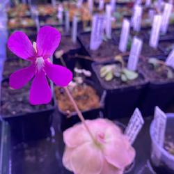 Location: Used with permission from Carnivorous Greenhouse. Plants for sale: https://carnivorousgreenhouse.com/
Pinguicula laueana x cyclosecta