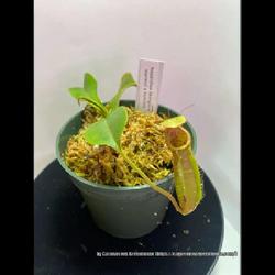 Location: Used with permission from Carnivorous Greenhouse. Plants for sale: https://carnivorousgreenhouse.com/
Nepenthes (bonso x inermis) x truncata