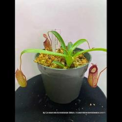 Location: Used with permission from Carnivorous Greenhouse. Plants for sale: https://carnivorousgreenhouse.com/
Nepenthes aristolochiodes x ventricosa
