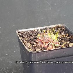 Location: Used with permission from John's Carnivorous Plants. Plants for sale: https://johnscarnivorousplants.com/