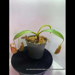 Location: Used with permission from Carnivorous Greenhouse. Plants for sale: https://carnivorousgreenhouse.com/
Nepenthes bicalcarata x northiana