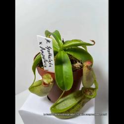 Location: Used with permission from Carnivorous Greenhouse. Plants for sale: https://carnivorousgreenhouse.com/
Nepenthes spathulata x ampullaria