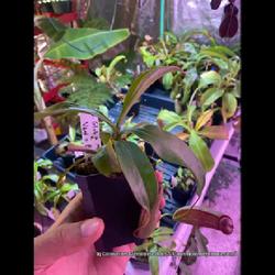 Location: Used with permission from Carnivorous Greenhouse. Plants for sale: https://carnivorousgreenhouse.com/
Nepenthes (hlob x mirabilis) x (vent. x burkei)