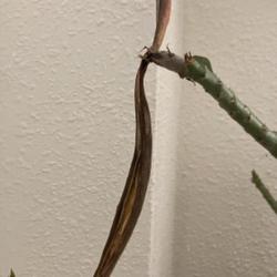 Location: My garden in Tampa, Florida
Date: 2023-01-19
Seedpods rotted, no viable seeds, maybe due to lack of direct sun