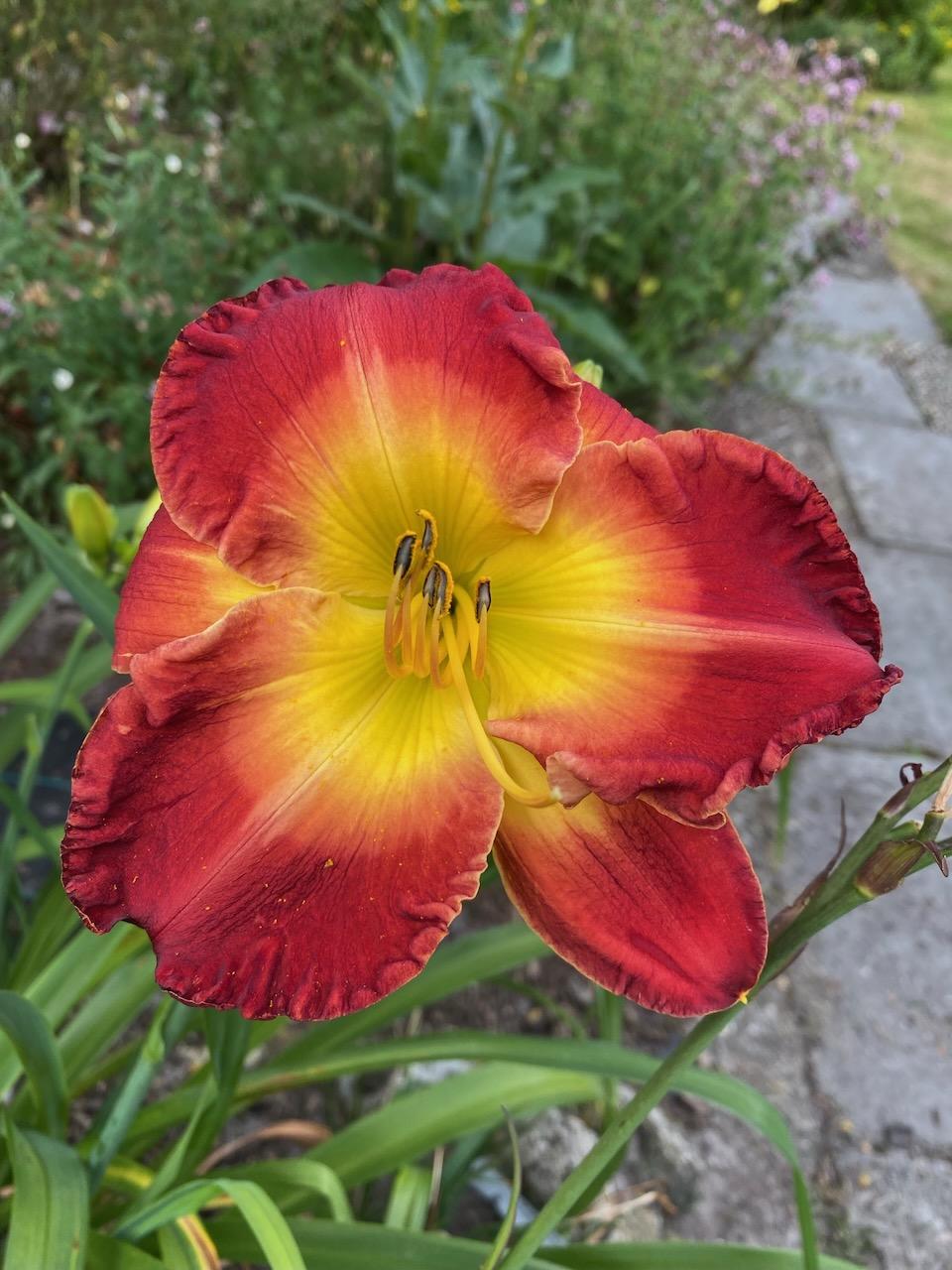 Photo of Daylily (Hemerocallis 'Forever Redeemed') uploaded by Wissenssucher