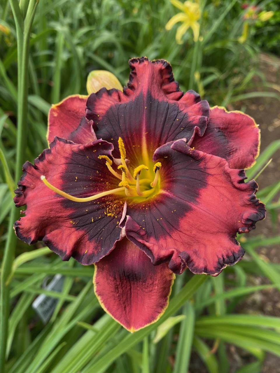 Photo of Daylily (Hemerocallis 'The Band Played On') uploaded by Wissenssucher