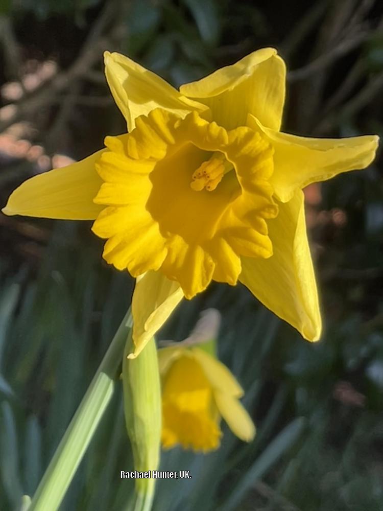 Photo of Trumpet daffodil (Narcissus 'Rijnveld's Early Sensation') uploaded by RachaelHunter