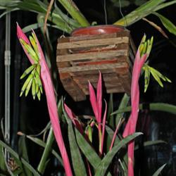 Location: Hortus Camera Lapidea
Date: 2023-01-11
Showing it's typical Billbergia looks on day 11